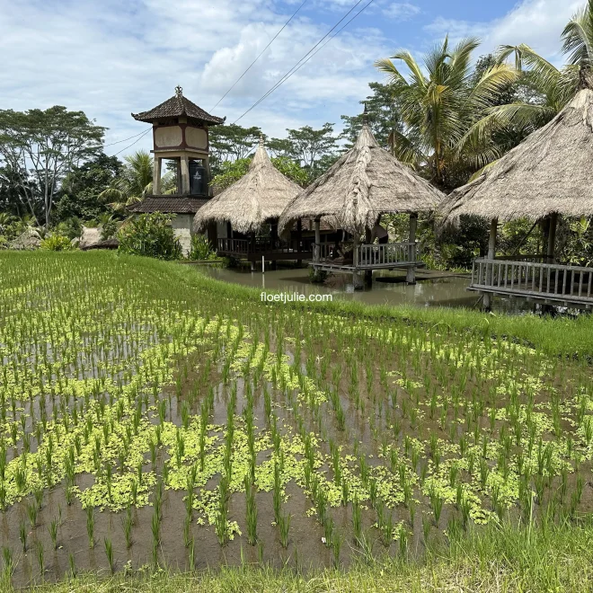 Que faire à Ubud | Nos 15 visites préférées